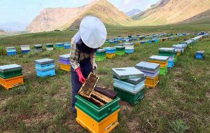 تصاویری از زنبورداری و تولید عسل در آستارا