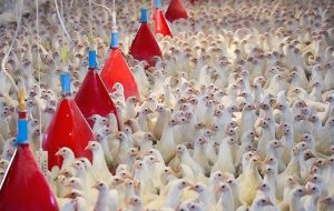 تصاویری از تولید و فرآوری تخم مرغ در آذربایجان